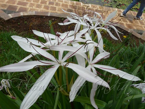 Himalayan Crinum Lily